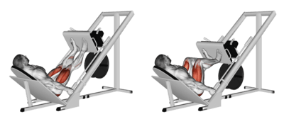 leg press